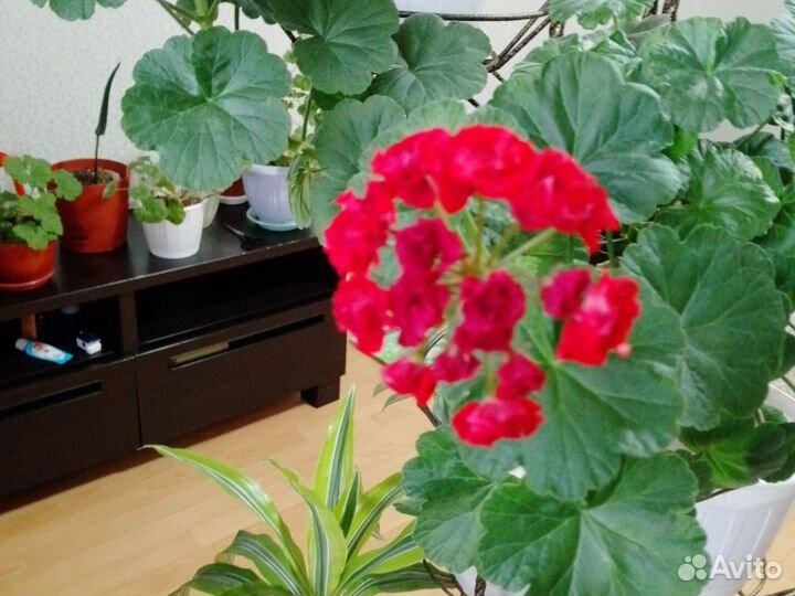 Королевские пелоргонии. Розобудная герань