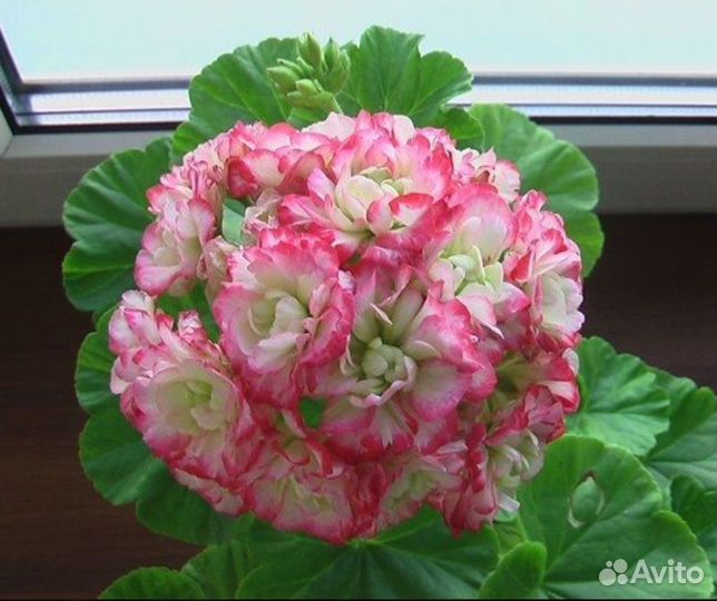 Пеларгония герань #3