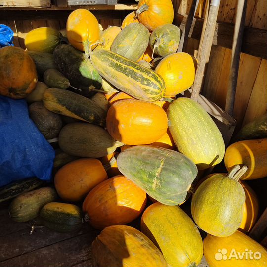 Принимаю заказы на домашнюю картошку