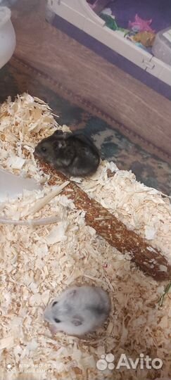 Джунгарский хомяк бесплатно