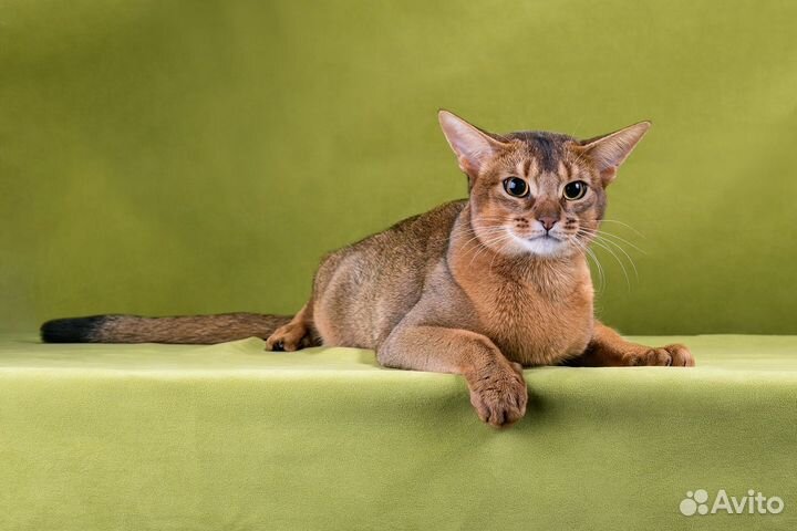 Абиссинский кот вязка