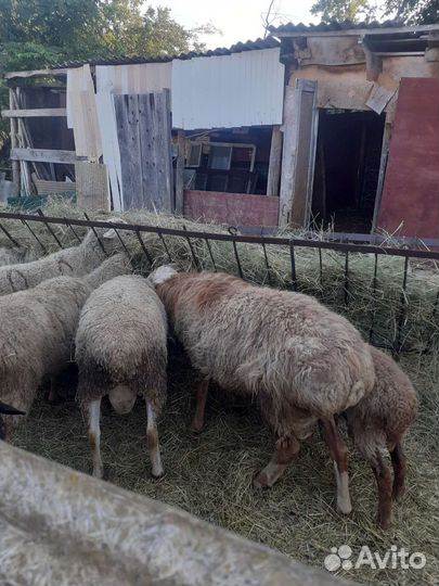 Овцы, бараны,ягнята