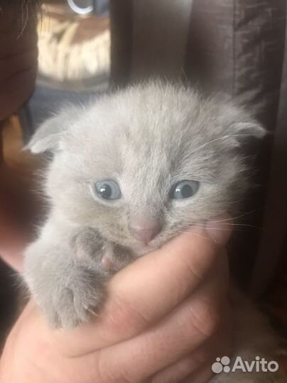 Шотландские котята