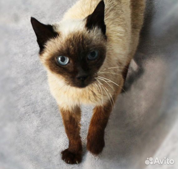 Знакомьтесь - очаровательная Зифа