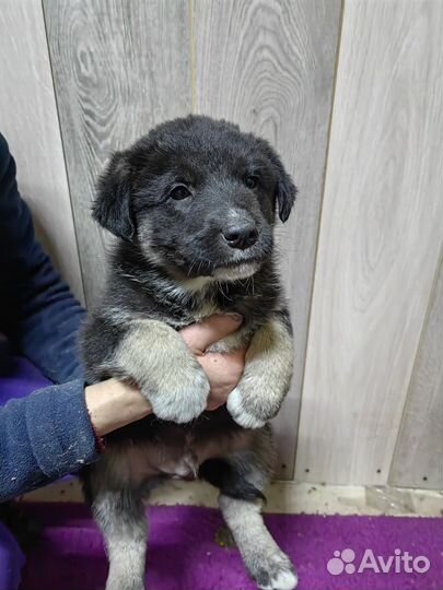 Собаки бесплатно