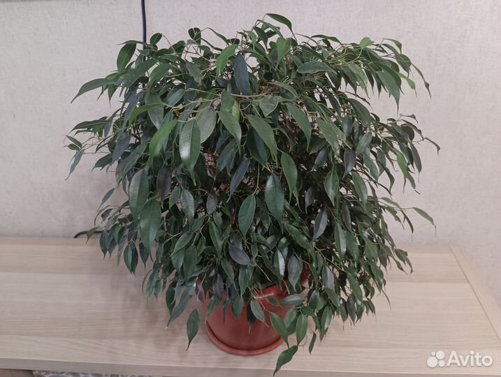 Фикус бенджамина