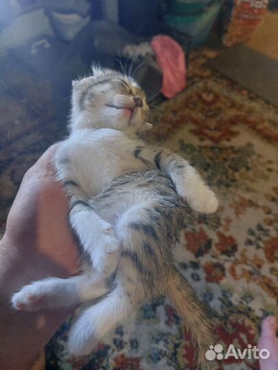 Подарю котёнка