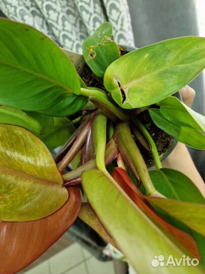 Филодендрон Принц оранж