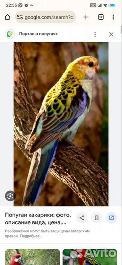 Попугай розелла