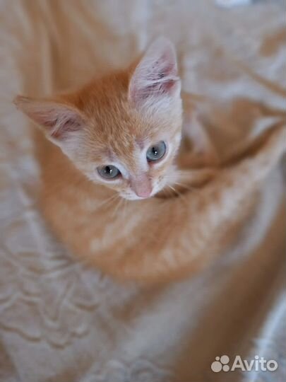 Котенок в дар бесплатно