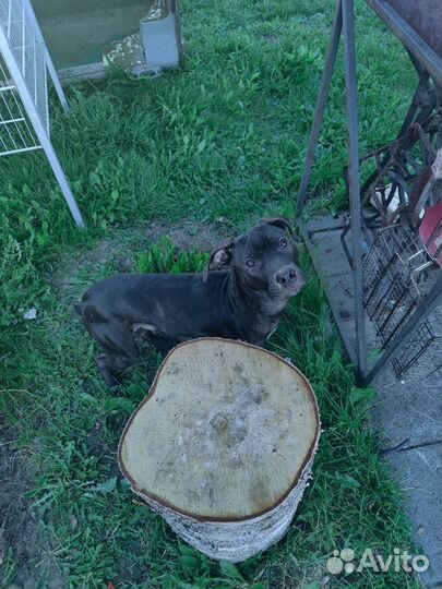 Питбуль в добрые руки