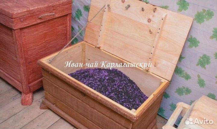 Иван-чай крупнолистовой из Сибири от производителя