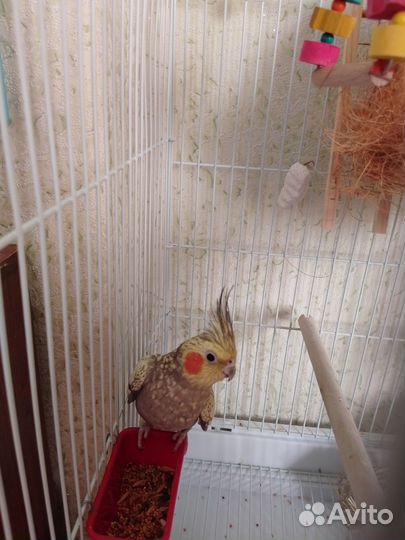 Молодой корелла мальчик