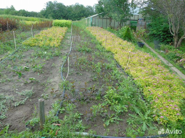 Спирея японская Голден Принцесс