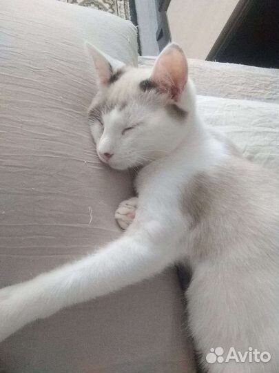 Котёнок Адмирал Нельсон