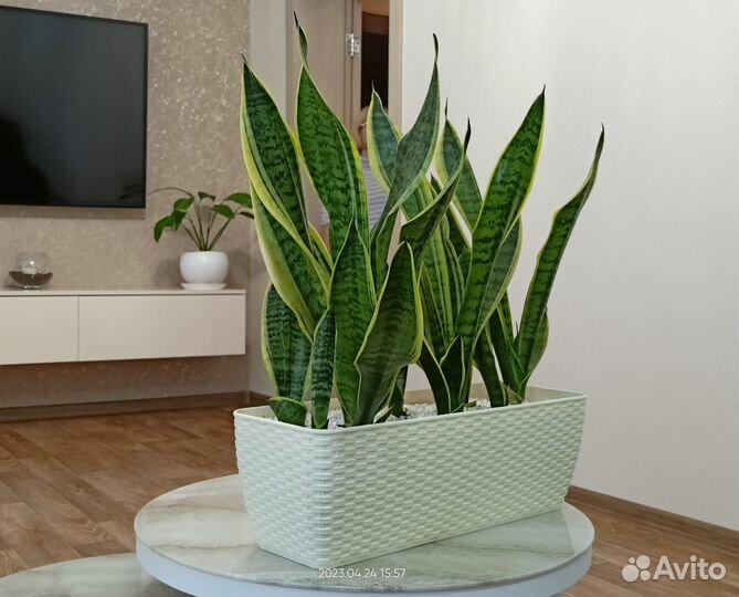 Сансевиерия