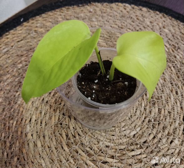 Хойя вайети трик, крестовник, сц. неон