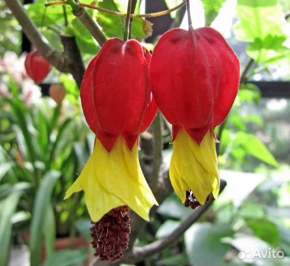 Абутилон (комнатный клён)