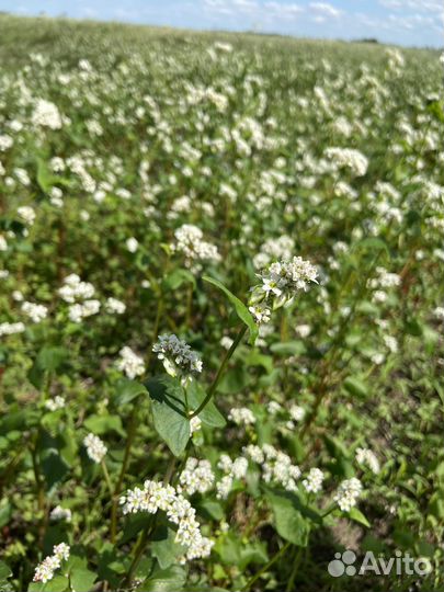 Мёд натуральный