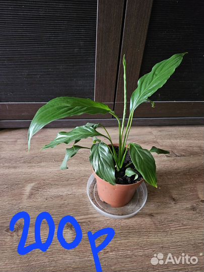 Спатифиллум