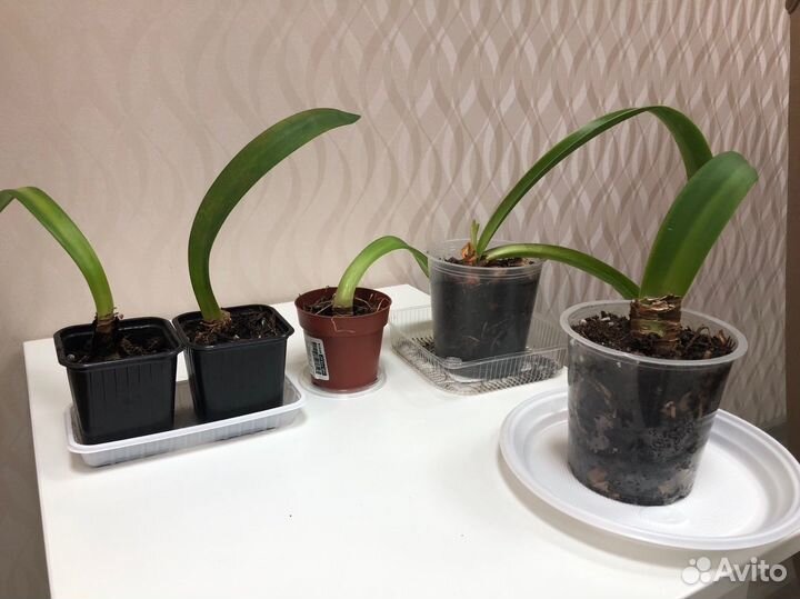 Детки Гиппеаструм красный. Или Амариллис