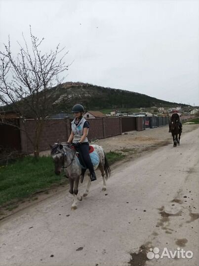 Продам пони
