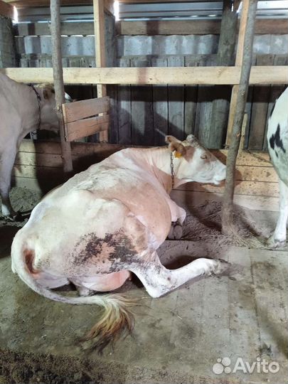Корова дойная