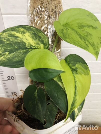 Сциндапсус Жаде сатин вариегатный