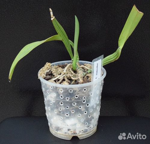 Орхидея сортовая каттлея