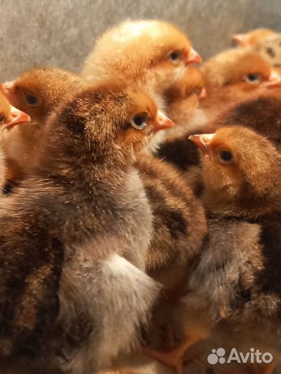 Кучинская Юбилейная(Балашиха)