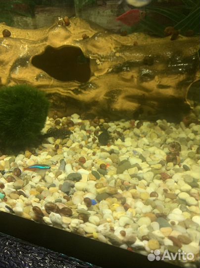 Аквариумные сомы