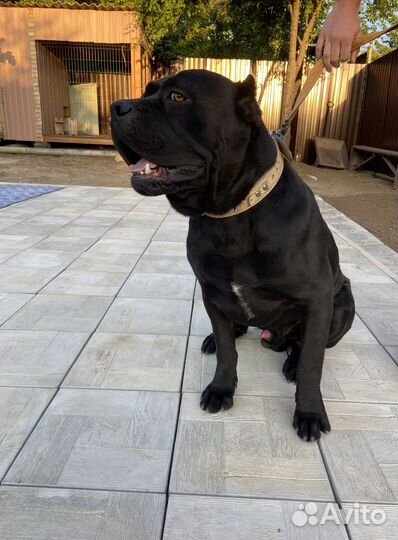 Кобель вязка Кане корсо