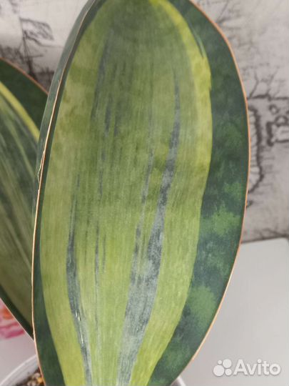 Сансевиерия Массониана вайт вариегата