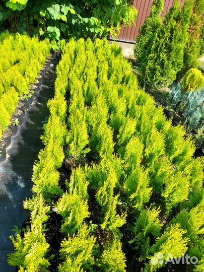 Туя восточная Ауреа нана