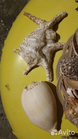 Морские ракушки