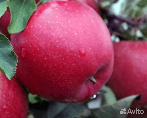 Саженцы яблони Ред Делишес