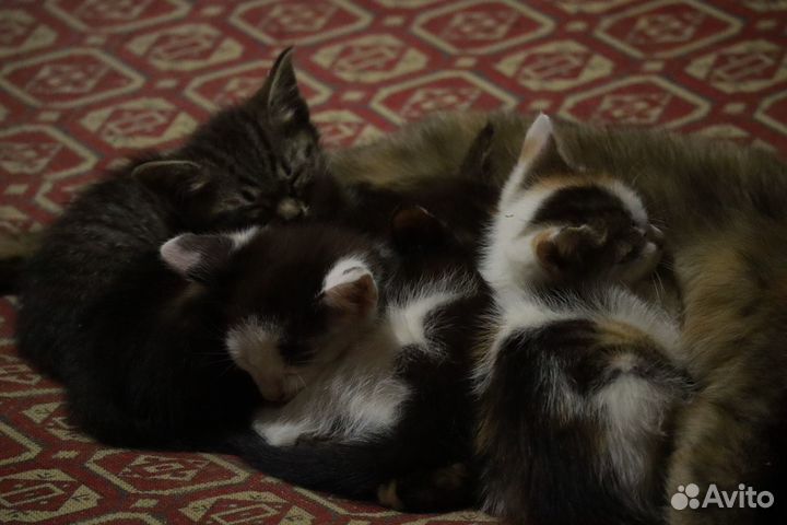 Милейшие котятки