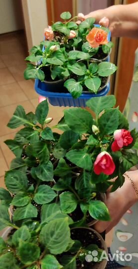 Бальзамины махровые (Ванька мокрый)