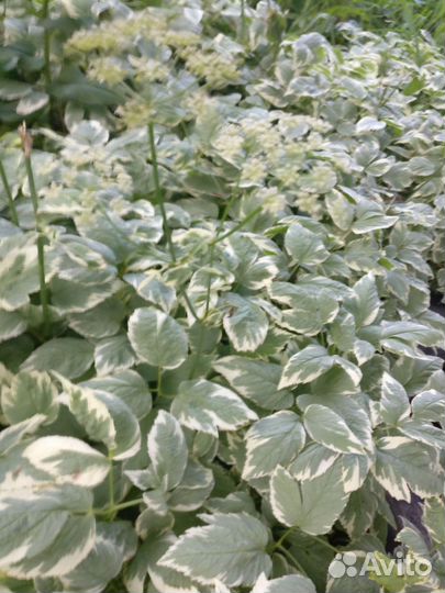 Сныть обыкновенная