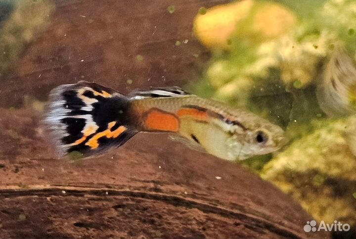 Гуппи ковровые селекционные