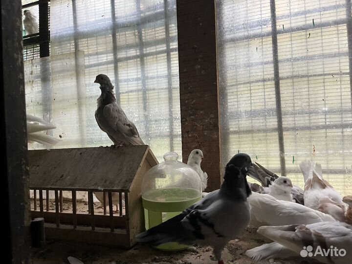 Голуби китайская чайка