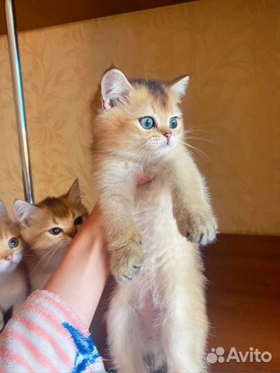 Британские котята золотая шиншилла