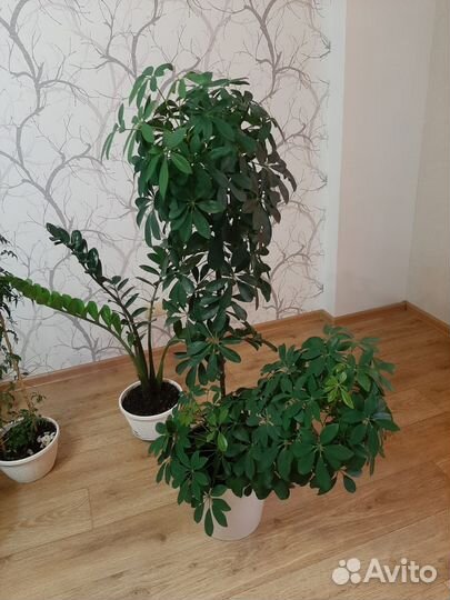 Комнатные цветы шефлера