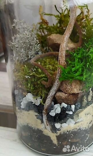 Моссариум. Флорариум с несколькими видами мха