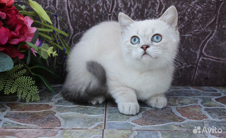 Шотландский прямоухий котенок