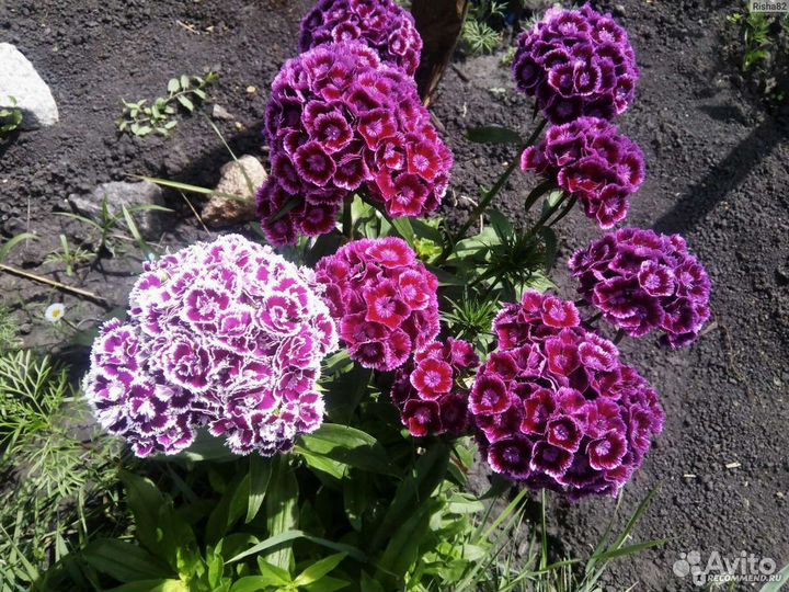 Турецкая Гвоздика