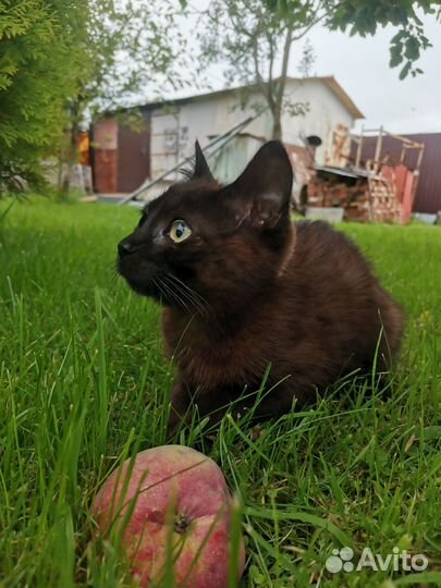 Котенок ищет дом девочка