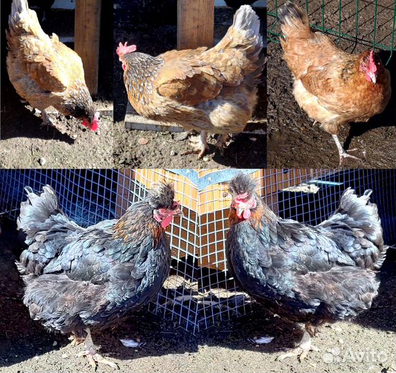 Инкубационное яйцо кур несущих цветные яйца