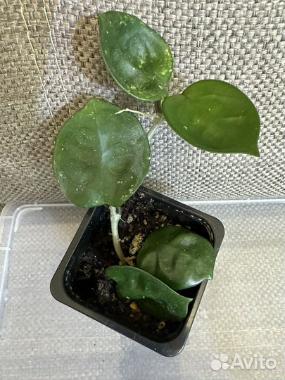 Хойи разные