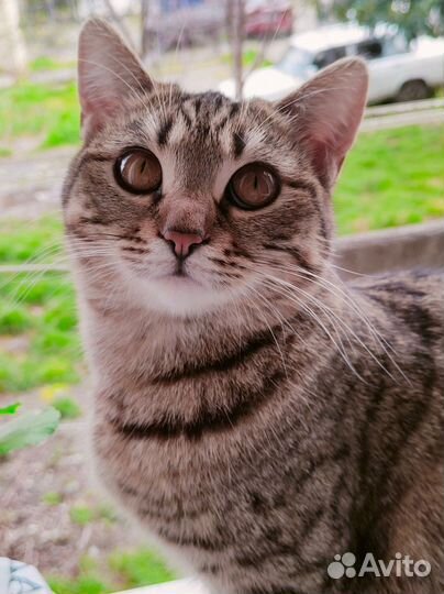 Кошка в дар